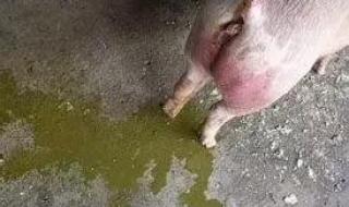 猪反复发烧是什么问题